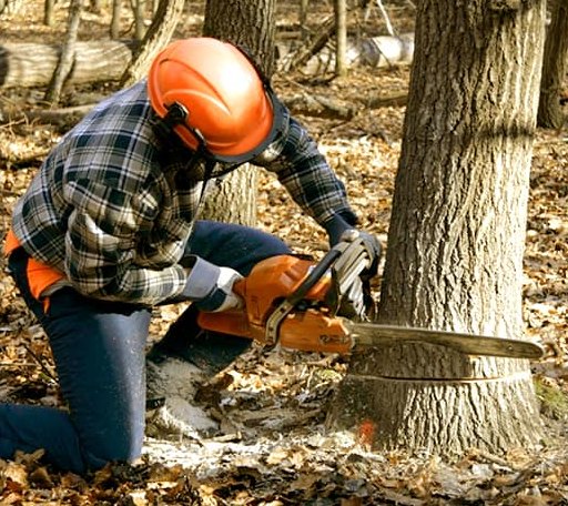 Tree Removal in Bethany, CT